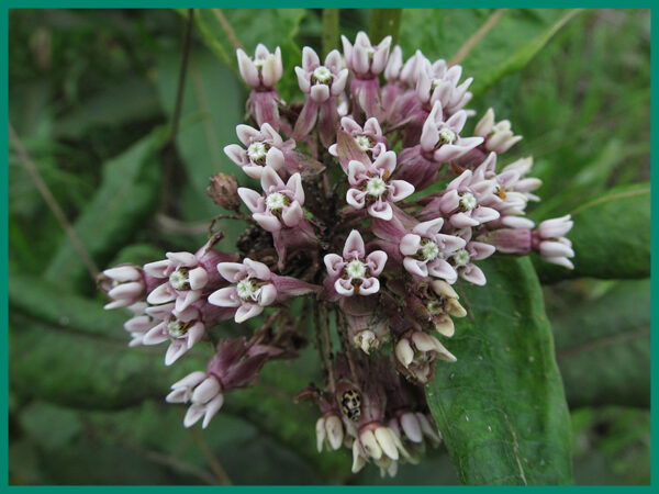 Asclepias syriaca ipsmonitor.de